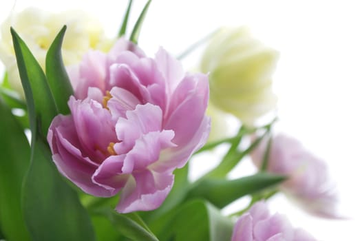 Blooming parrot tulips