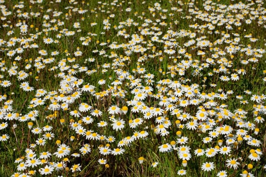 Many flowers on the grass
