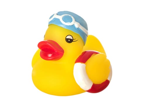 Swimming duck
