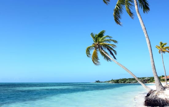Three palms