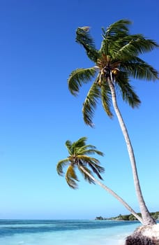 Three palms