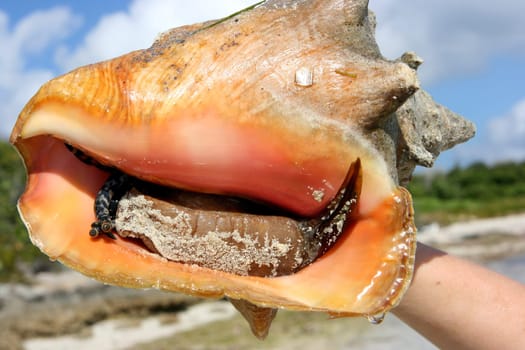 Sea shell