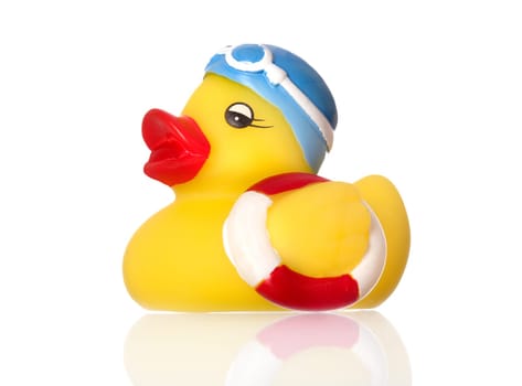 Swimming duck
