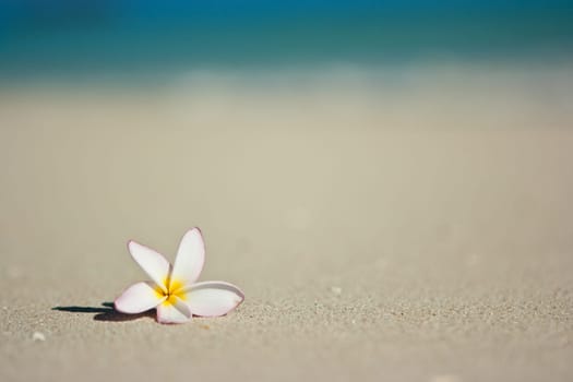 Flower on beach