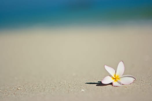 Flower on beach