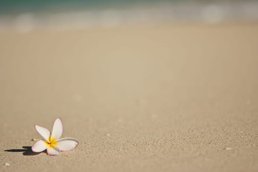 Flower on beach