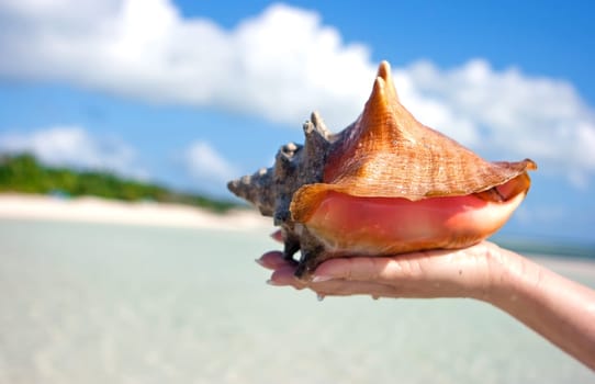 Sea shell