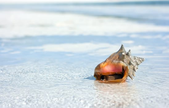 Sea shell