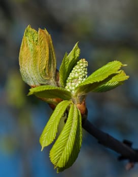 On the chestnut tree in spring