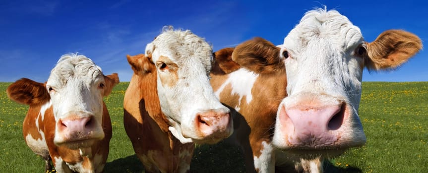 Cow Panorama