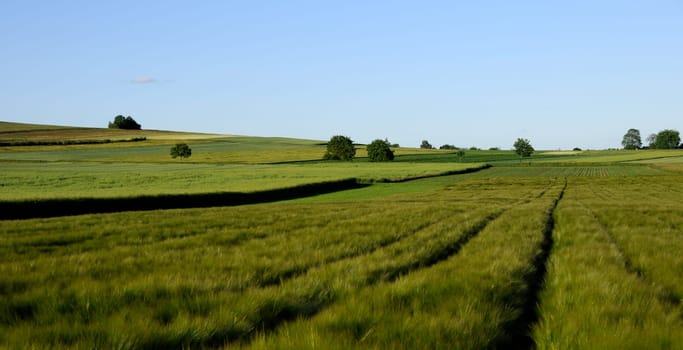 Fields