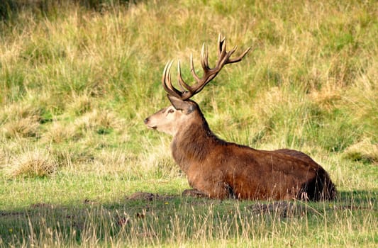 Red deer lying