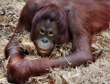 Orangutan