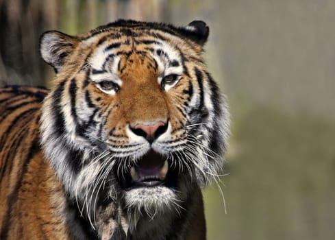 TigerPortrait