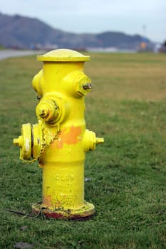 Yellow fire-plug