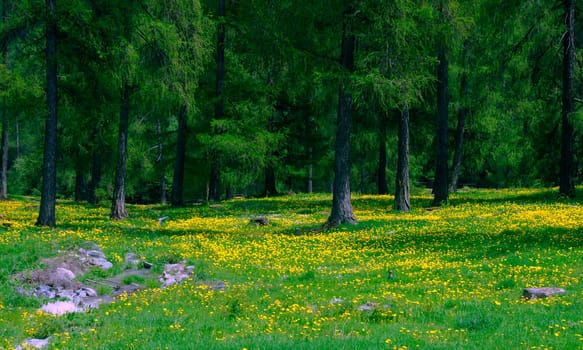 Forest floor
