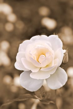 Romantic rose