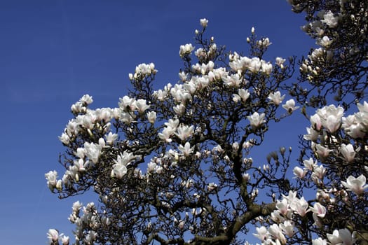 (Magnolia × soulangeana)