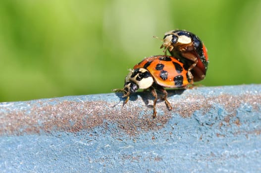 Coccinellidae