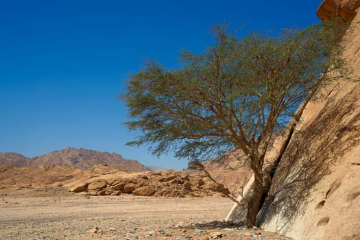 Survivalist Acacia
