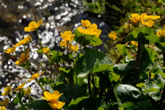 Yolk Flower