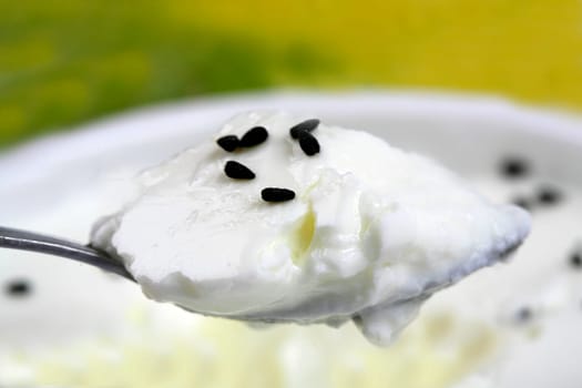 freshness yoghurt