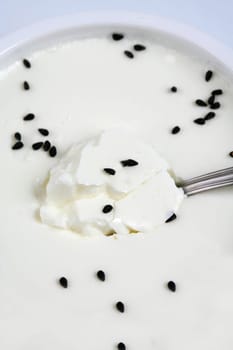 freshness yoghurt