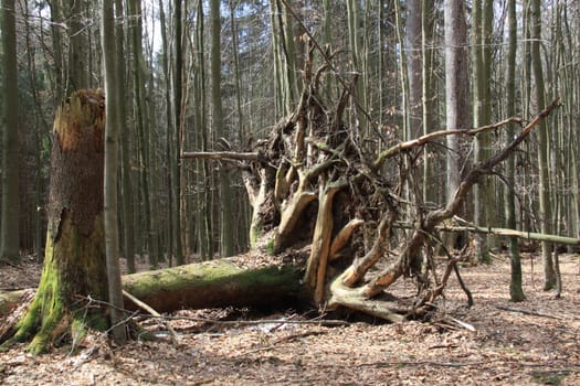 Uprooting