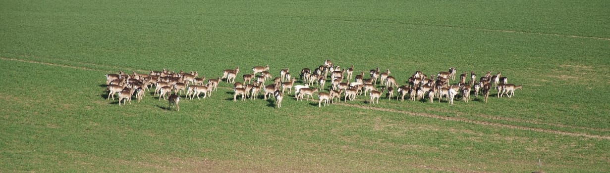 Rehe in der Herde