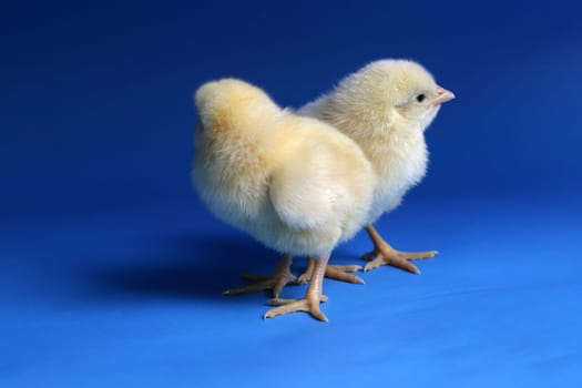 chicken baby