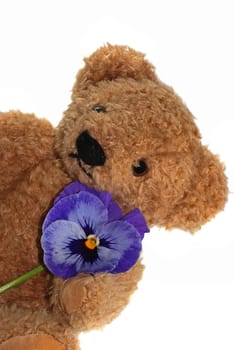 Teddy bear