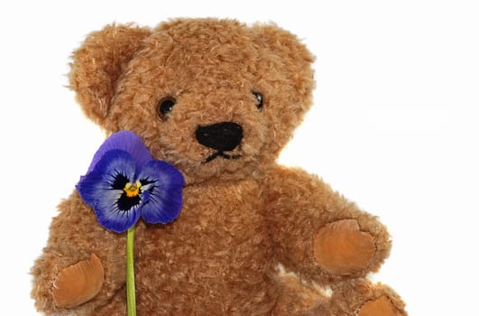 Teddy bear