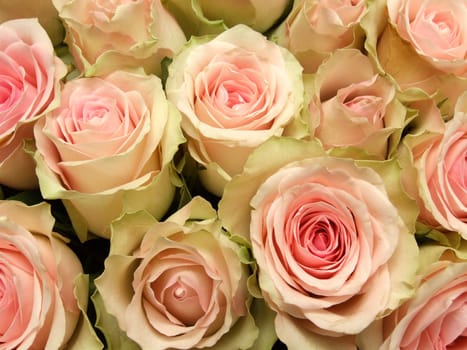 Roses