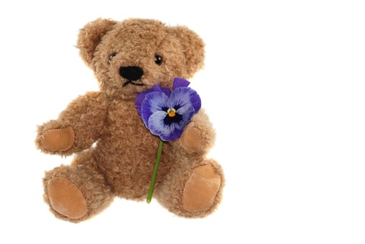 Teddy bear