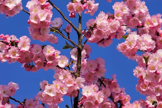 Flower Branch 3