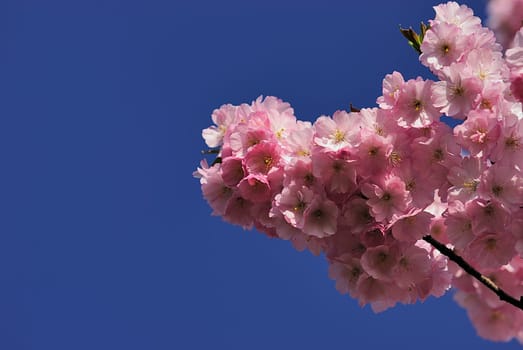Flower Branch 1