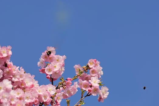 Flower branch 12
