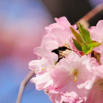 Japanese Wild Cherry 17