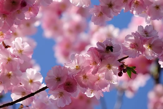 Japanese Wild Cherry 15