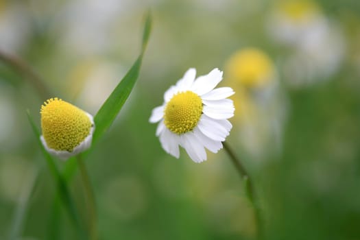 daisy garden