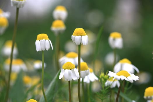 daisy garden