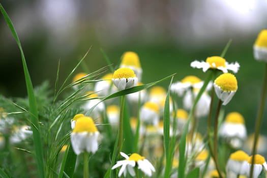 daisy garden