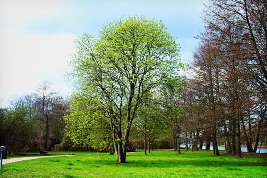 tree without christmas