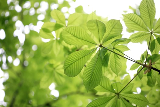 leaf background