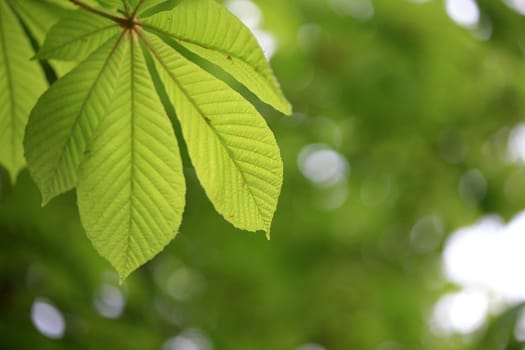 leaf background