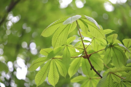 leaf background
