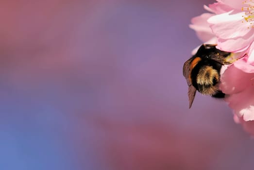 Bumblebees in the butt