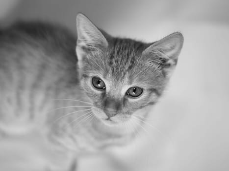 Kitten,European Shorthair