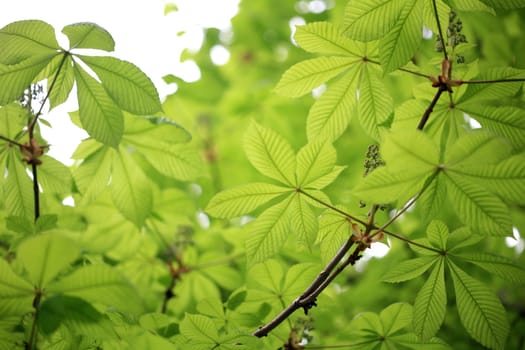 leaf background