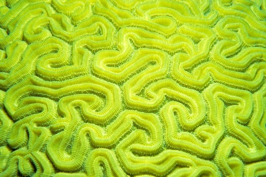 Brain coral